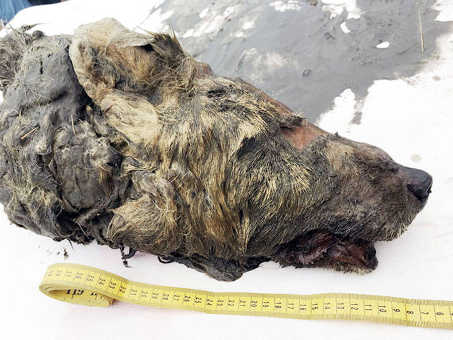A cabeça decepada do lobo grande encontrada perfeitamente preservada no permafrost siberiano 40.000 anos depois que ele morreu